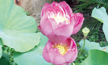 “盛世蓮花迎雙慶”爲主題 澳門荷花節月中葡韻開幕
